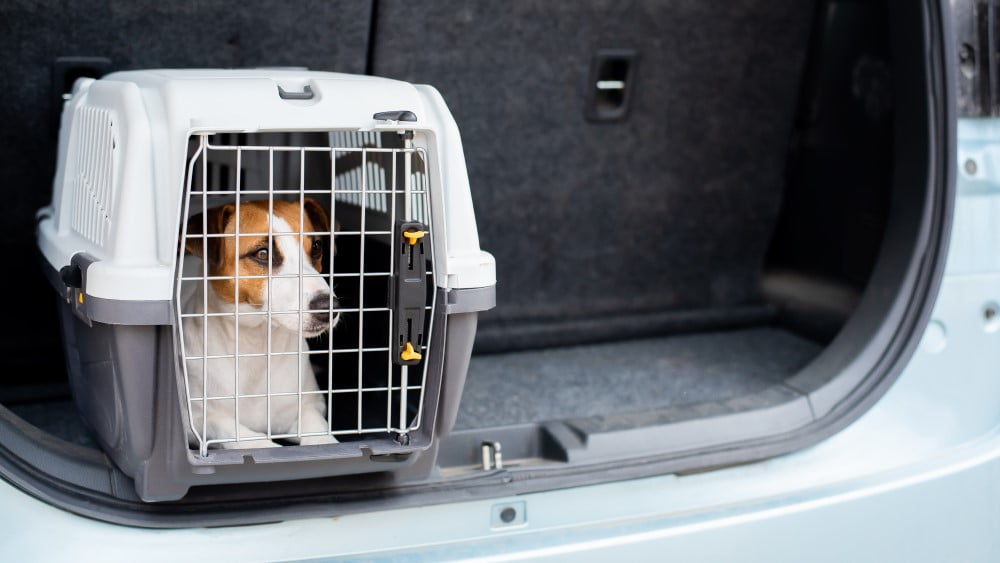 Hundebur til bil | et transportbur til din hund i udvalget her!